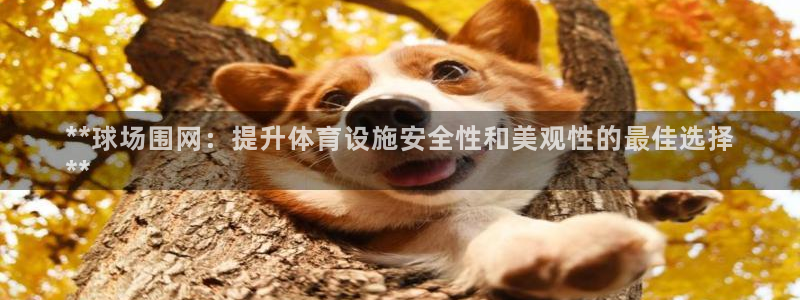 意昂体育3平台：**球场围网：提升体育设施安全性和美
